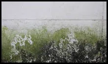 Boca Raton Emergency Restoration Boca Raton, FL 561-288-2566 Boca Raton Emergency Restoration Boca Raton, FL 561-288-2566 - mold-sidebar